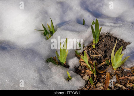 Fiori che crescono attraverso la neve in febbraio. Foto Stock