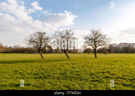 Inizio della primavera, alberi sfrondato in Primrose Hill Park a Londra England Regno Unito Foto Stock