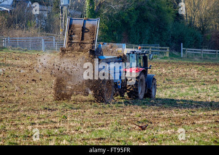 Trattore con rimorchio spargimento delle deiezioni animali su fiied in primavera prima di aratura. Il concime agisce come un fertilizzante naturale. Regno Unito Foto Stock