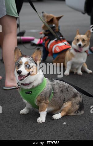 Fernandina Beach, Stati Uniti d'America. 25 marzo, 2016. Cani attraverso gli Stati Uniti competere nel grande concorrenza aria durante il Florida International Dog Surf Campionato Mondiale alla spiaggia principale su Amelia Island, Stati Uniti d'America. Credito: David giorno/Alamy Live News. Foto Stock