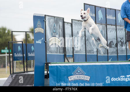 Fernandina Beach, Stati Uniti d'America. 25 marzo, 2016. Cani attraverso gli Stati Uniti competere nel grande concorrenza aria durante il Florida International Dog Surf Campionato Mondiale alla spiaggia principale su Amelia Island, Stati Uniti d'America. Credito: David giorno/Alamy Live News. Foto Stock