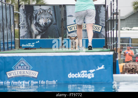 Fernandina Beach, Stati Uniti d'America. 25 marzo, 2016. Cani attraverso gli Stati Uniti competere nel grande concorrenza aria durante il Florida International Dog Surf Campionato Mondiale alla spiaggia principale su Amelia Island, Stati Uniti d'America. Credito: David giorno/Alamy Live News. Foto Stock