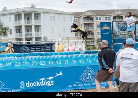 Fernandina Beach, Stati Uniti d'America. 25 marzo, 2016. Cani attraverso gli Stati Uniti competere nel grande concorrenza aria durante il Florida International Dog Surf Campionato Mondiale alla spiaggia principale su Amelia Island, Stati Uniti d'America. Credito: David giorno/Alamy Live News. Foto Stock