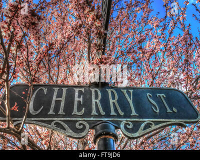 Previsioni di primavera - fiori di ciliegio decorare con una ciliegina Street signpost in media, Pennsylvania, STATI UNITI D'AMERICA Foto Stock