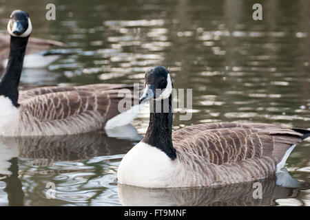 Oche del Canada ritratti presi in Reaing Foto Stock