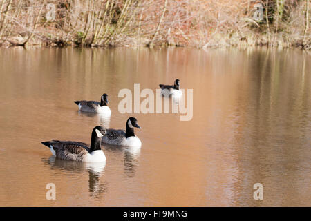 Oche del Canada ritratti presi in Reaing Foto Stock