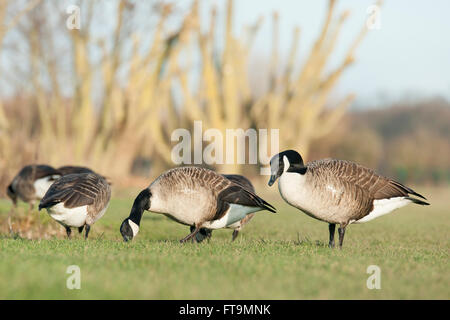 Oche del Canada ritratti presi in Reaing Foto Stock