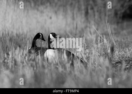 Oche del Canada ritratti presi in lungo il fiume Tamigi, nei pressi di Reading Foto Stock