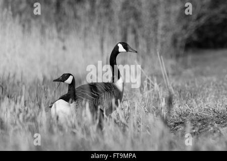 Oche del Canada ritratti presi in lungo il fiume Tamigi, nei pressi di Reading Foto Stock