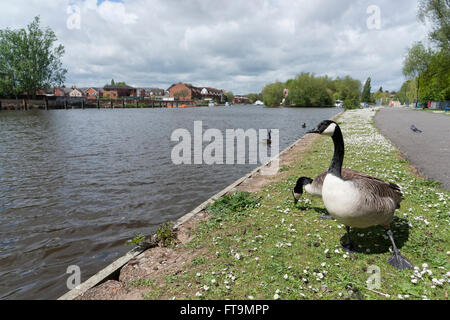 Oche del Canada ritratti presi in lungo il fiume Tamigi, nei pressi di Reading Foto Stock