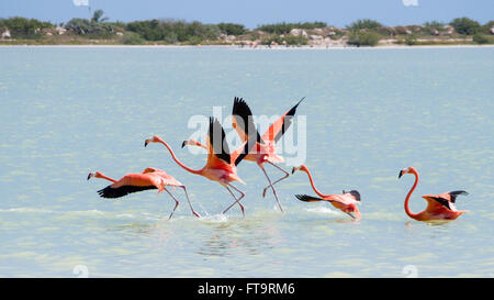 Fenicotteri in volo. Un piccolo gregge di cinque fenicotteri rosa prende il volo sopra le saline di Rio Lagartos. Foto Stock