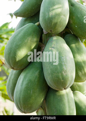 Abbondante Papaya sull'albero. Grande verde papaya maturano sullo stelo di una paypa tree in un giovane frutteto di brevi alberi di papaia. Foto Stock