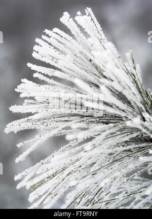 Gli aghi di pino spolverato con ghiaccio nebbia. Pino aghi toccato con trasformata per forte gradiente frost candelette su una fredda mattina di Ottawa. Foto Stock