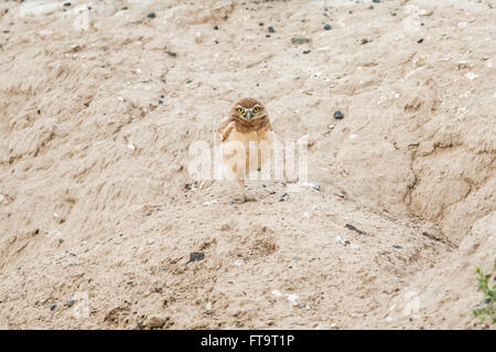 Un giovane scavando la civetta (Athene cunicularia) sorge su una gamba. Washington, Stati Uniti. Foto Stock