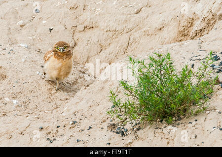 Un giovane scavando la civetta (Athene cunicularia) sorge al di fuori della sua tana. Washington, Stati Uniti. Foto Stock