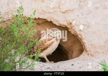 Un youn scavando la civetta (Athene cunicularia) Sta di guardia al di fuori della sua casa burrow. Washington, Stati Uniti. Foto Stock