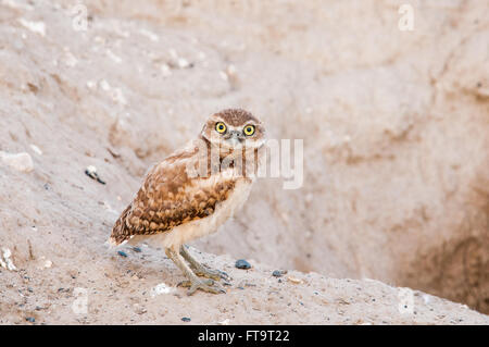 Un giovane scavando la civetta (Athene cunicularia) sorge al di fuori della sua tana. Washington, Stati Uniti. Foto Stock