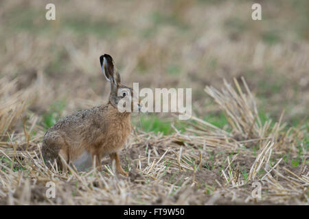 Lepre marrone / lepre europea / Feldhase ( Lepus europaeus ), adulto attento, seduto su un campo di stoppia, fauna selvatica, Europa. Foto Stock