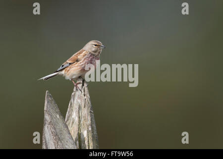 Comuni / Linnet Bluthänfling ( Carduelis cannabina ), uccello maschio in abito di allevamento, su un paletto di legno. Foto Stock