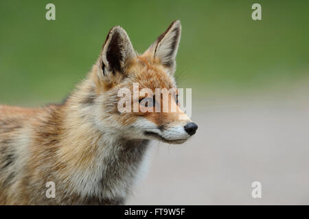 Red Fox / Rotfuchs ( Vulpes vulpes ), per adulti in estate pelliccia, vicino, headshot, tipico ritratto. Foto Stock