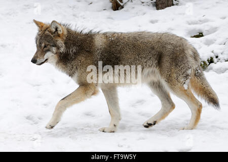 Lupo eurasiatico / lupo grigio ( Canis lupus ) in pelliccia invernale, che presenta caratteristiche distintive tipiche nell'ambiente innevato, in Europa. Foto Stock