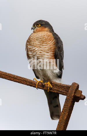 Eurasian Sparviero Accipiter nisus maschio adulto appollaiato Foto Stock