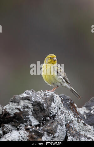 Atlantico, Canarie Serinus canaria, singolo uccello su roccia, Madera, Marzo 2016 Foto Stock