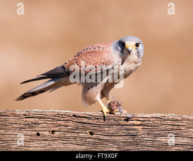 Maschio selvatico gheppio (Falco tinnunculus) appollaiato sulla staccionata in legno con la preda Foto Stock