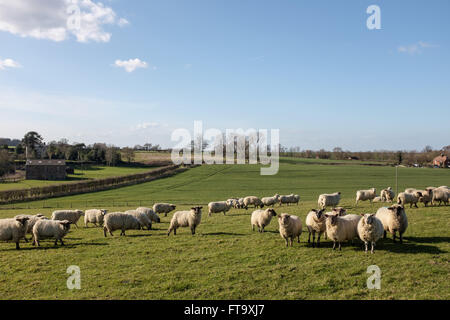 Gregge di pecore in un campo, Goodnestone, Kent, Regno Unito Foto Stock