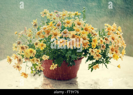 Vintage daisy fiori in vaso a pioggia Foto Stock