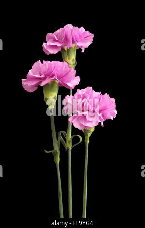 Tre viola delicatamente i garofani isolati su sfondo nero Foto Stock