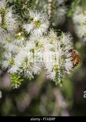 Un miele delle api su un fiore bianco Melaleuca o carta di corteccia di albero in grande palude Bunbury Western Australia in tarda estate . Foto Stock