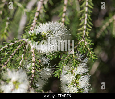 Un miele delle api su un fiore bianco Melaleuca o carta di corteccia di albero in grande palude Bunbury Western Australia in tarda estate . Foto Stock