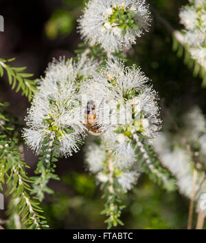 Un miele delle api su un fiore bianco Melaleuca o carta di corteccia di albero in grande palude Bunbury Western Australia in tarda estate . Foto Stock