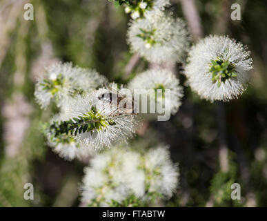 Un miele delle api su un fiore bianco Melaleuca o carta di corteccia di albero in grande palude Bunbury Western Australia in tarda estate . Foto Stock