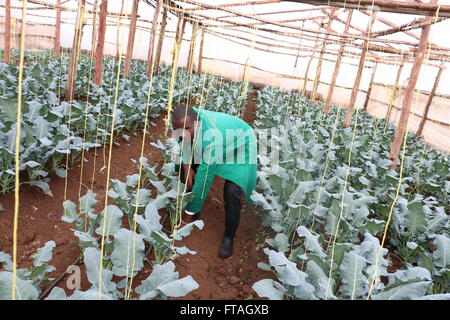 Un lavoratore tende ortaggi in serra gestita da USAID sì la gioventù può programmare Ottobre 13, 2015 a Nakuru County, in Kenya. Foto Stock