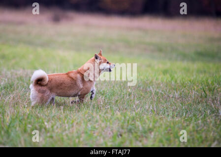 Femmina Shiba Inu cane in esecuzione sull'erba Foto Stock