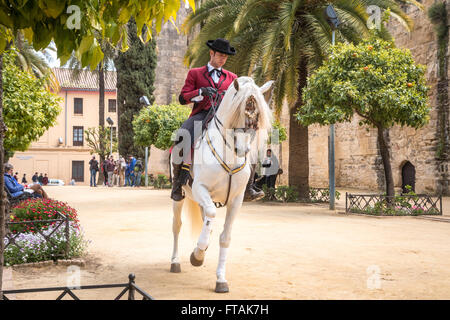 Cavaliere in costume tradizionale Foto Stock