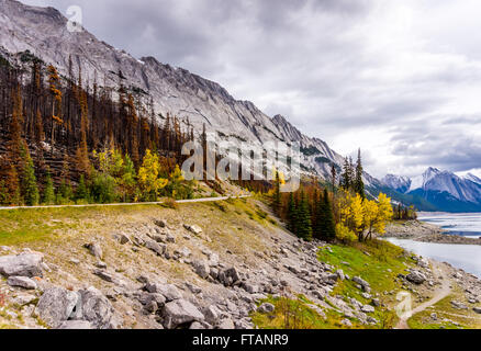 Risultati di un incendio in un bosco lungo il Lago Maligne Road nel 2015 nel Parco Nazionale di Jasper nel famoso Rockies Canadesi in Alberta, Canada Foto Stock