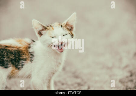 Filtro retrò della Cute cat Meowing con un divertente faccia ridere Foto Stock