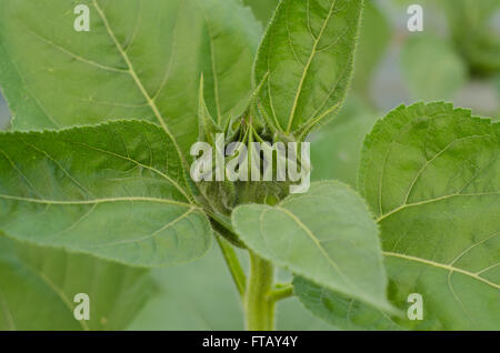 Primo piano della bella bud semi di girasole Foto Stock