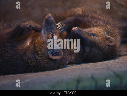 Meerkat rosso, giallo mongoose coccole Dolce insieme Foto Stock