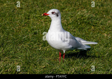 Gabbiano mediterraneo Larus melanocephalus adulto appollaiato Foto Stock