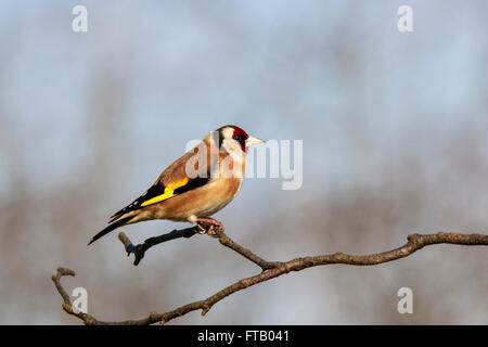 Unione Cardellino Carduelis carduelis femmina adulta appollaiato su un ramoscello Foto Stock