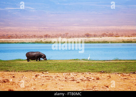 Hippo al di fuori dell'acqua a piedi in erba, Kenya, Africa Foto Stock