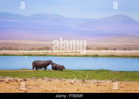 Neonati ippona con la madre a pascolo Amboseli Foto Stock