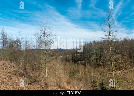 Attraverso la valle verso St Gwynno foresta, Llanwonno, UK. Foto Stock