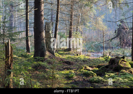 Sunbeam entrando paludoso la foresta di conifere foschia mattutina con il vecchio abete e pini,Bialowieza Forest,Polonia,l'Europa Foto Stock