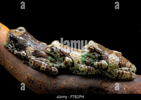 Missione golden-eyed raganella o Amazon latte (rana Trachycephalus resinifictrix) è una grande specie di rana arborea. Foto Stock