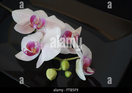 White Orchid Fiore nero su sfondo lucido Foto Stock